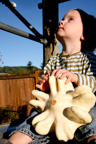 Hơn nữa, việc trồng giống bí ngón tay độc lạ cũng không quá khó khăn, trung bình từ 80 - 90 ngày có thể cho thu hoạch quả.