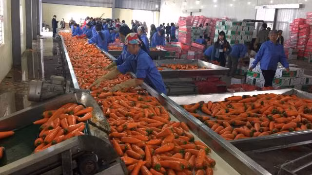 Tro chuyen voi giam doc nong dan buon rau di 7 quoc gia-Hinh-2