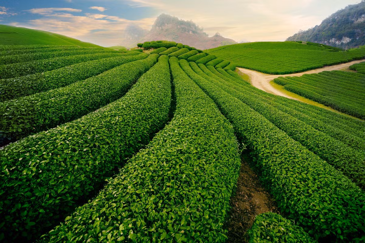 Những đồi chè xanh mướt trải dài của Mộc Châu đẹp hút hồn khi sang thu. Ảnh: Mytour