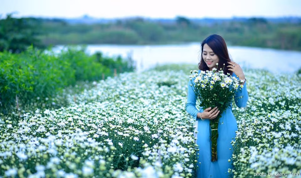 Tươi tắn bên cúc họa mi - loài hoa mong manh mỗi độ tháng 11 về. Ảnh trong bài: FBNV.