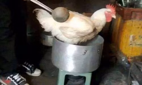 Món gà luộc không khó, nhưng gà do vợ đoảng luộc thì phải... nguyên con.