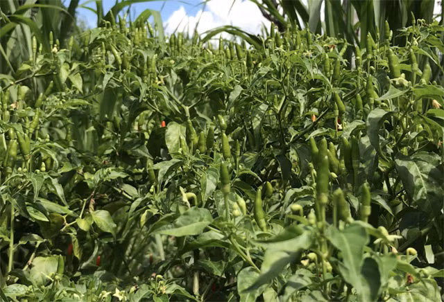 Ngam “vuon” ot dac san 400.000 dong/kg, dan khong co du de ban