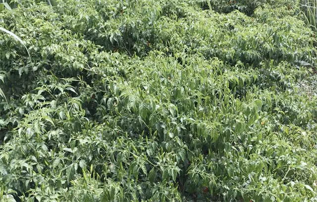 Cùng với thu hái tự nhiên, gần đây nhiều gia đình ở huyện miền núi Sơn Tây gieo trồng ớt xiêm rừng trong vườn rẫy.