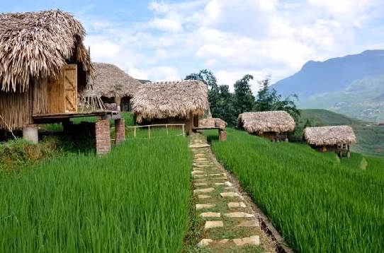 Các bungalow của khu nghỉ dưỡng đều hướng ra đồng lúa. Ảnh: Tripadvisor