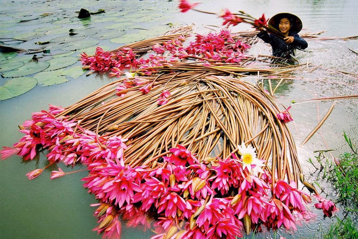 Đặc biệt mùa nước lên cũng là thời điểm tôm cá lũ lượt kéo về. Tại đây du khách có thể thưởng thức những món ăn ngon, đặc sản của người Miền Tây như cá tai tượng chiên xù, lẩu mắm cá linh bông điên điển rất thơm ngon đặc biệt. Ảnh: Viettravel.