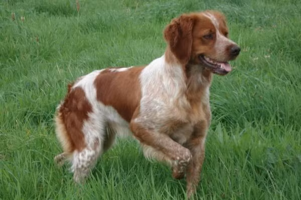 Khi thấy bóng dáng Đội bắt chó thả rông, nhiều người đã ra hô hoán để chó chạy vào nhà.