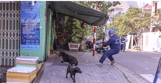 Chó không rọ mõm đang nằm trước cửa nhà thì bị "tóm".