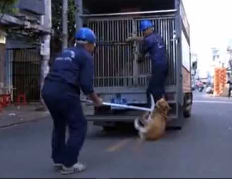 Cách đây vài ngày, đội săn bắt chó của Chi Cục Thú y TP HCM đã thực hiện nhiệm vụ bắt chó thả rông nơi công cộng đã dấy lên những ý kiến trái chiều về công việc này. Không ít câu chuyện bi hài xung quanh việc bắt chó không rọ mõm đã xảy ra làm "nóng" các trang mạng xã hội. Ảnh cắt clip