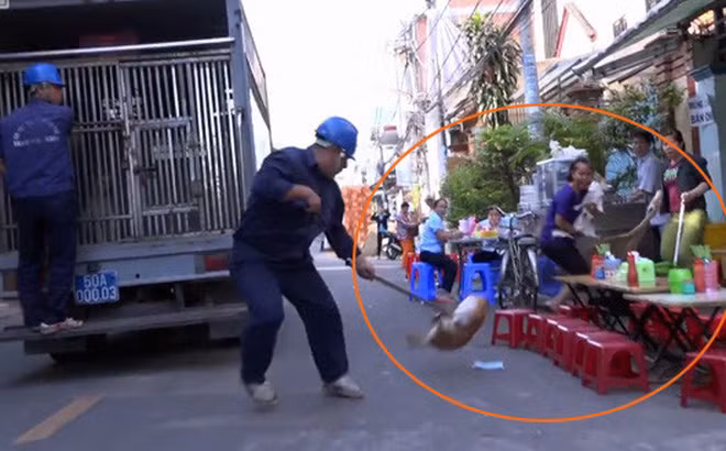 Nhìn thấy đội săn bắt chó, chủ chó "khóc thét", ôm chó cưng bỏ chạy.