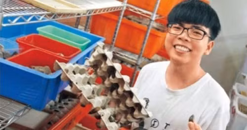 Đối với hầu hết chúng ta, gián là loài vật đáng ghét, đáng bị loại bỏ nhưng một anh chàng đã đã khéo léo nuôi gián kiếm nghìn đô mỗi tháng. Tong - một sinh viên ở một trường đại học tại Đài Loan bắt đầu nuôi gián như thú cưng tại nhà. Sau đó, anh chàng học thêm kiến thức nuôi và xử lý gián. Ảnh: Nextshark