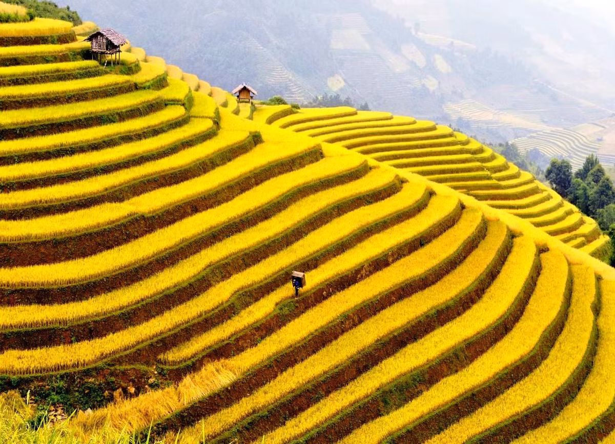 Thuộc xã Hầu Thào, cách thị trấn Sa Pa khoảng 8km về phía Đông Nam, Mường Hoa là 1 trong những điểm du lịch nổi tiếng của Sapa với những ruộng bậc thang tuyệt đẹp. Ảnh: My tour