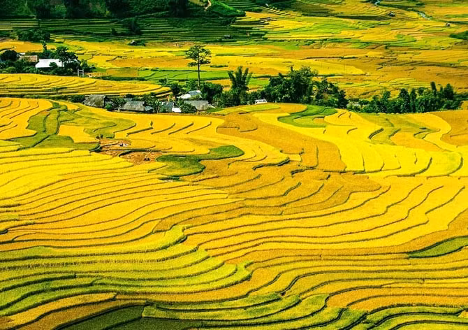 Những ngày tháng 9, tháng 10 là thời điểm thích hợp nhất để khách du lịch có thể ngắm cánh đồng lúa chín vàng óng ả. Mùa lúa chín, thung lũng Mường Hoa (Sa Pa) như một tấm lụa mềm mại dệt từ những ruộng bậc thang trải dài liên tiếp. Ảnh: Toidulich