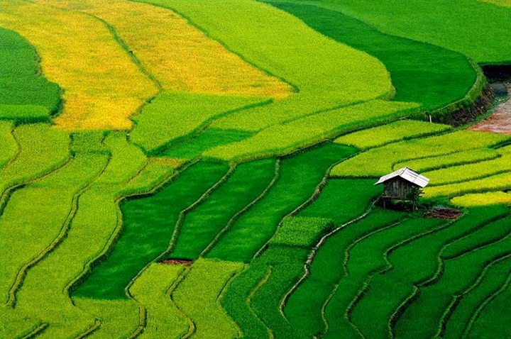 Mùa vàng Tú Lệ (Yên Bái) cũng hấp dẫn không kém với những ruộng lúa trĩu hạt, tràn căng sức sống. Ảnh: Frank Đặng