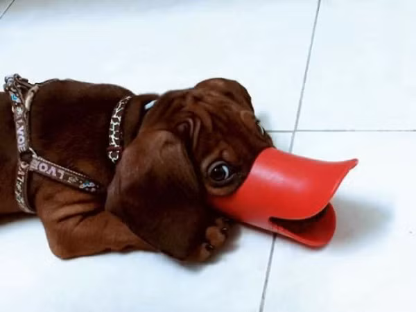 Thông tin này nhanh chóng nhận được sự quan tâm của dư luận. Trên các diễn đàn, trang mạng xã hội, nhiều ý kiến tranh luận liên quan đến việc rọ mõm cho chó khi ra đường nổ ra mạnh mẽ. Đa phần các ý kiến ủng hộ quy định này.