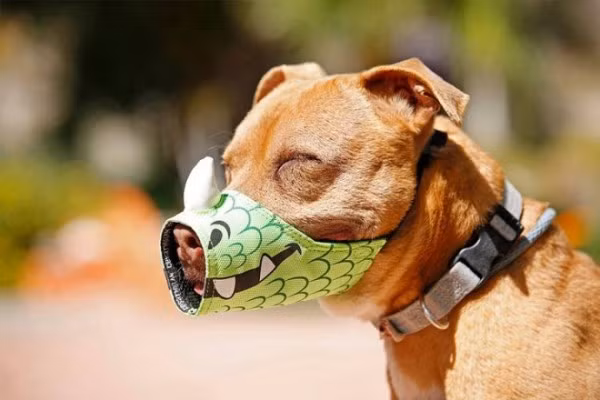 Khi quy định xử phạt hành chính trong lĩnh vực thú y này được thực thi, có lẽ chủ của những thú cưng nên nghiên cứu những loại rọ mõm này để các “boss” cưng ra đường cũng "chất".