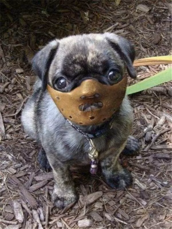 Phong cách chiến binh nhí.