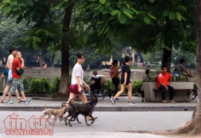 Bất chấp quy định từ 15/9, chó không rọ mõm ra đường thì chủ nhân có thể bị phạt tiền đến 800.000 đồng song hầu hết các chủ chó lại chọn cách phớt lờ quy định, thản nhiên dắt cho ra đường mà không có rọ mõm. Ảnh: Tin tức