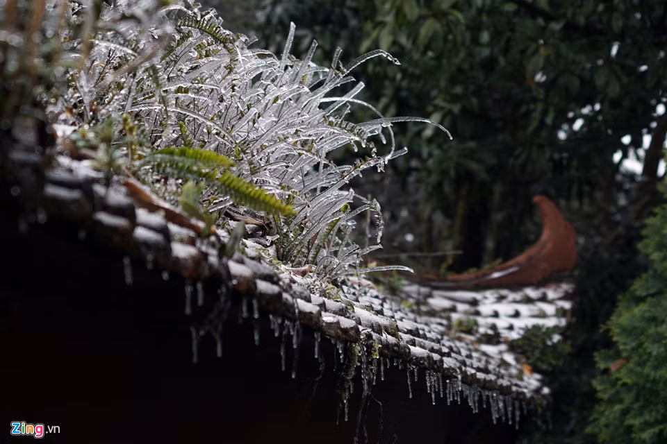 Không ít dân mạng cho rằng việc mùa đông năm nay Hà Nội sẽ có tuyết rơi là điều có thể xảy ra. Các bình luận dẫn chứng bằng việc năm ngoái, Ba Vì (Hà Nội) đã có hiện tượng khí tượng độc đáo này, thu hút không ít người kéo đến Ba Vì để một lần chiêm ngưỡng bông tuyết. Ảnh: Zing.