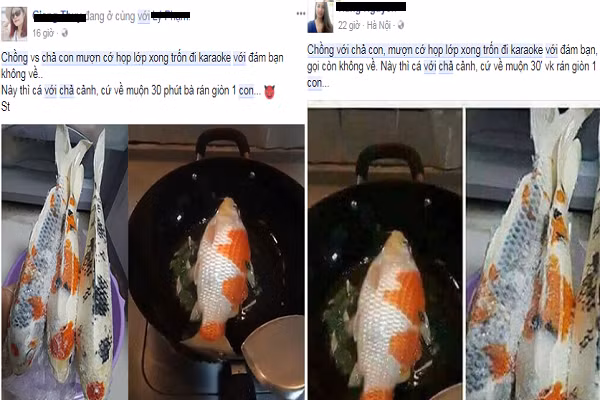 Nhiều bình luận liên quan đến bức hình rán cá cảnh cho rằng, việc rán cá này là một trò chơi trội trước đó của một bà nội trợ Đài Loan, cô vợ này chỉ "nương" theo để dọa chồng. Tuy tính xác thực của bức ảnh chưa được làm rõ, nhưng trên mạng, các bà vợ đã rần rần chia sẻ ảnh, dùng "chiêu" độc này để trị chồng.