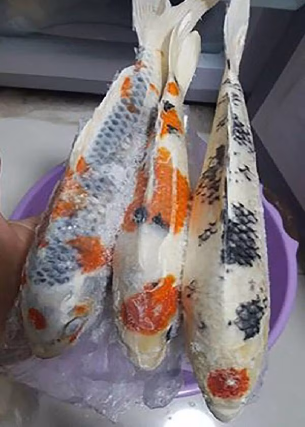 Không chỉ một con mà tài khoản này còn đăng hình 3 con cá Koi đang chờ bị "hành quyết". Số phận của chúng phụ thuộc vào ông chủ - liệu có về nhà sớm hay không. Thực hư của câu chuyện rán cá Koi cũng khiến dân mạng xôn xao. Nhiều người cho rằng, cô vợ này chỉ đăng hình dọa dẫm, vì cá Koi rất đắt, không thể có chuyện "nói rán là rán".