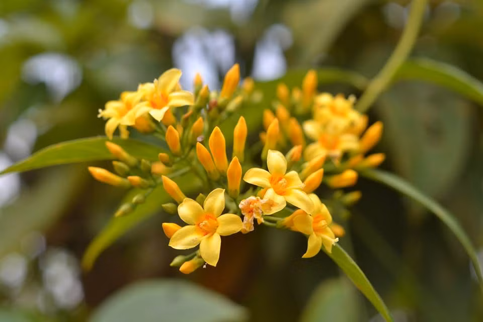 Bên cạnh những loài hoa đỗ quyên, bạch châu... Tà Xùa có vô vàn loại hoa tuyệt đẹp khác.