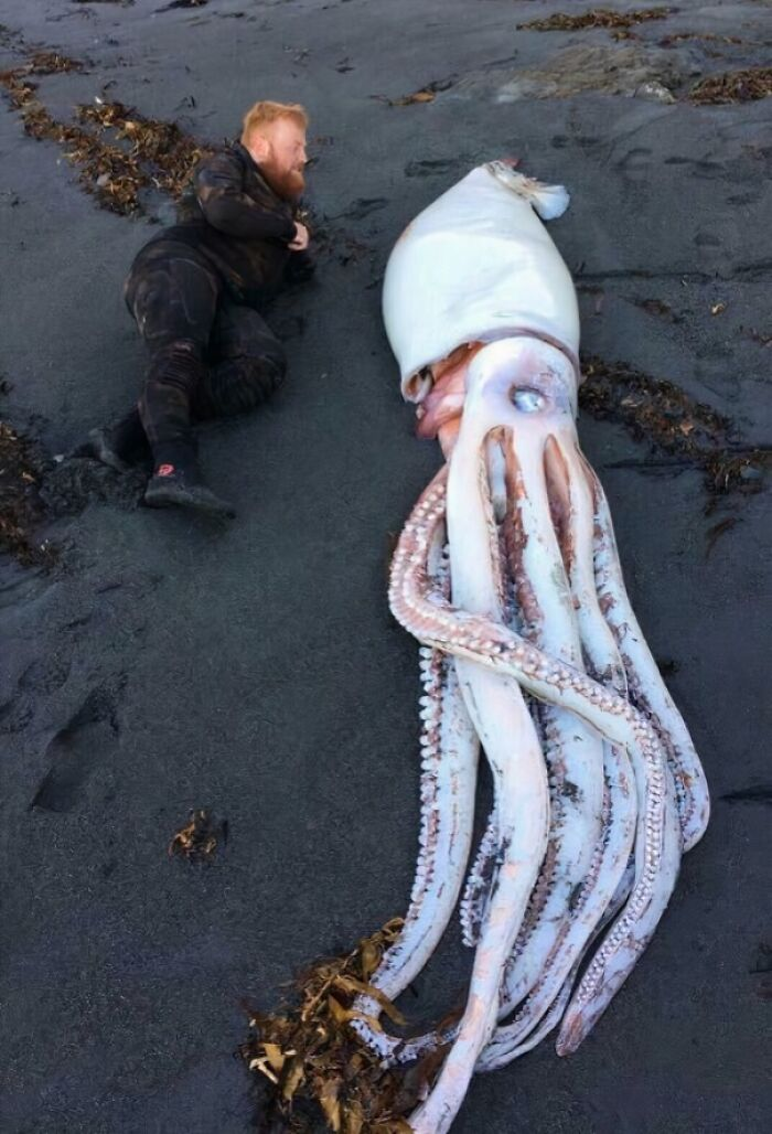 Mực khổng lồ được tìm thấy gần Wellington.