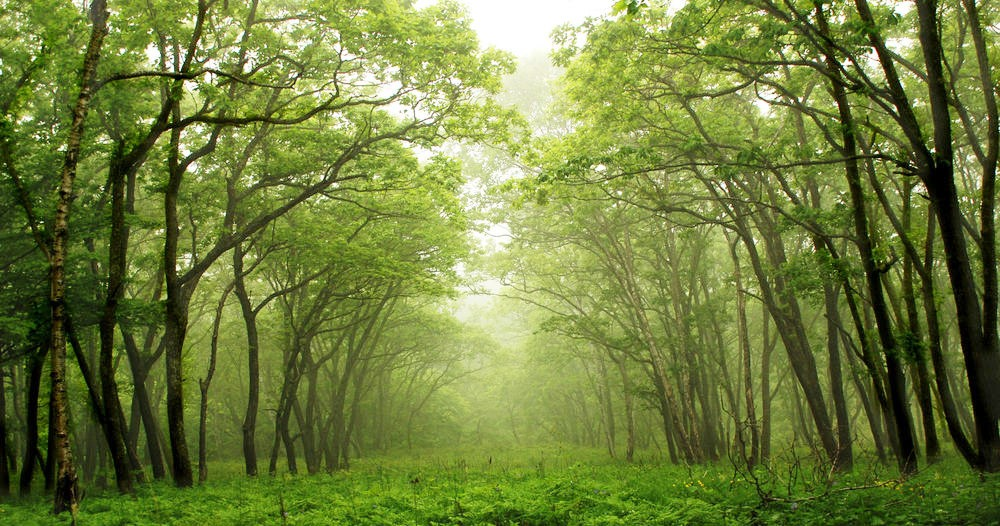 Rừng Changa Manga, nằm ở tỉnh Punjab, là một trong những khu rừng nhân tạo lớn nhất thế giới. Khu rừng này được trồng vào cuối thế kỷ 19 để chống nạn phá rừng. Ảnh: TP.