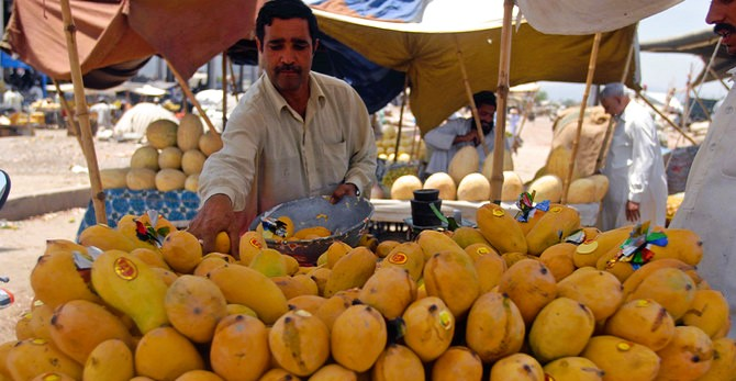 Pakistan nổi tiếng với một số loại xoài ngon nhất thế giới, là một trong những nước sản xuất, xuất khẩu xoài lớn trên thế giới. Ảnh: TP.