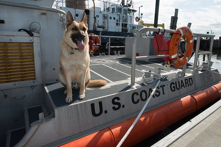 Chú chó Boomer tại một đồn tuần duyên của Mỹ.