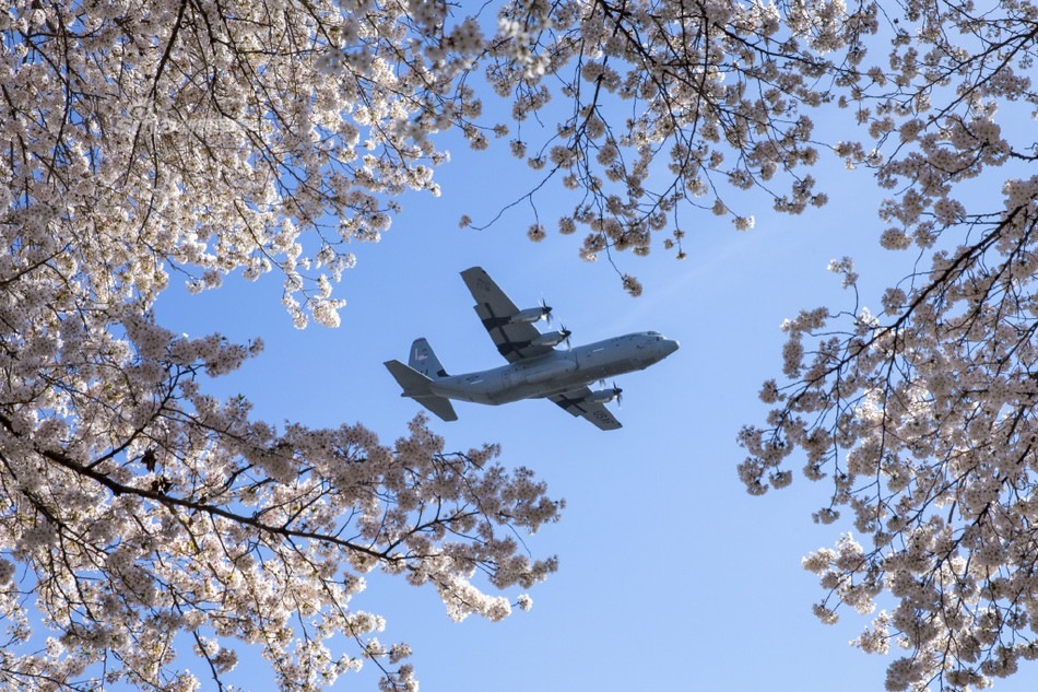 Trong mùa hoa đào năm nay hình ảnh các vận tải cơ C-130 của Không quân Mỹ xuất hiện dày đặc trên một rừng hoa tại tỉnh Tama, phía Tây Nhật Bản, đã tạo nên một không khí đặc biệt cho các du khách thưởng thức vẻ đẹp của những cánh hoa đào. Nguồn ảnh: Sina.