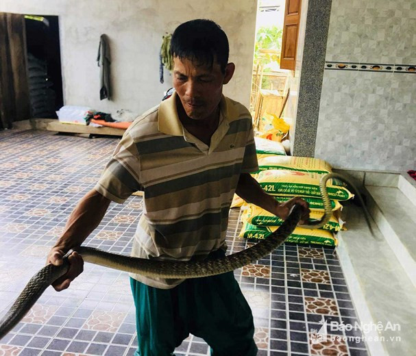 Con rắn hổ trâu do anh Hòa bắt được. Ảnh: Thành Lê