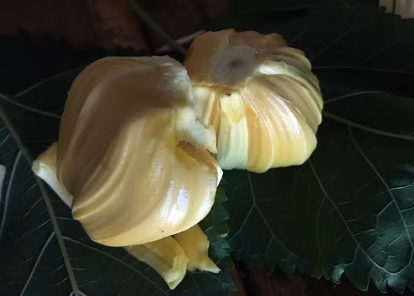 Mít Thái khi chín có mùi thơm như sầu riêng, vị thanh ngọt, hạt nhỏ, múi to và có màu vàng nghệ. Mít Thái khi chín có mùi thơm như sầu riêng, vị thanh ngọt, hạt nhỏ, múi to và có màu vàng nghệ.