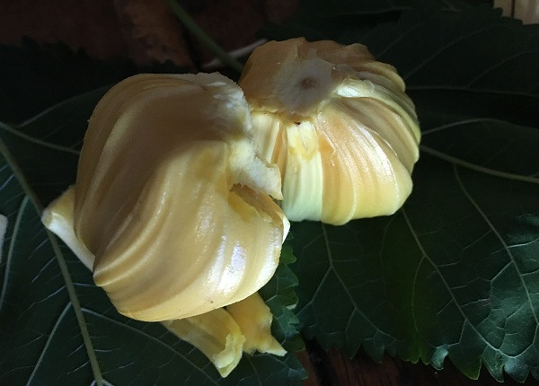 Mít Thái khi chín có mùi thơm như sầu riêng, vị thanh ngọt, hạt nhỏ, múi to và có màu vàng nghệ. Mít Thái khi chín có mùi thơm như sầu riêng, vị thanh ngọt, hạt nhỏ, múi to và có màu vàng nghệ.