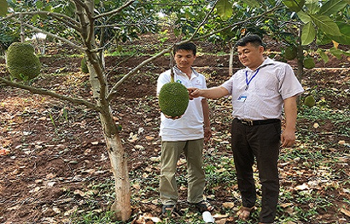 Anh Bắc đang trao đổi kỹ thuật chăm sóc với cán bộ khuyến nông xã Chiềng Pằn, huyện Yên Châu Anh Bắc đang trao đổi kỹ thuật chăm sóc với cán bộ khuyến nông xã Chiềng Pằn, huyện Yên Châu