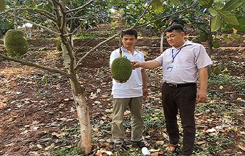 Anh Bắc đang trao đổi kỹ thuật chăm sóc với cán bộ khuyến nông xã Chiềng Pằn, huyện Yên Châu