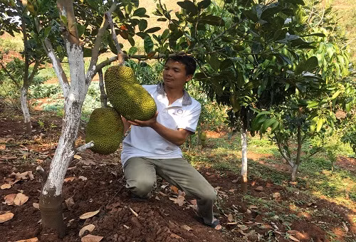 Cây mít Thái hiện nay là nguồn thu nhập chính của gia đình anh Nguyễn Văn Bắc. Cây mít Thái hiện nay là nguồn thu nhập chính của gia đình anh Nguyễn Văn Bắc.