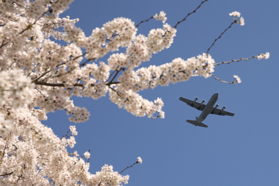 Hình ảnh những chiếc C-130 bay trên rừng hoa anh đào ở tỉnh Tama được cho là thuộc về phi đoàn không vận số 36 của Không quân Mỹ. Nguồn ảnh: Sina.