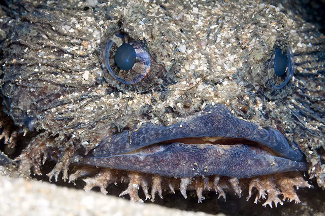 Cá mang ếch là một họ cá vây tia, họ duy nhất thuộc bộ Batrachoidiformes. Tên khoa học Batrachoididae là chỉ tới bề ngoài giống như cóc của chúng (batrakhos trong tiếng Hy Lạp nghĩa là ếch).