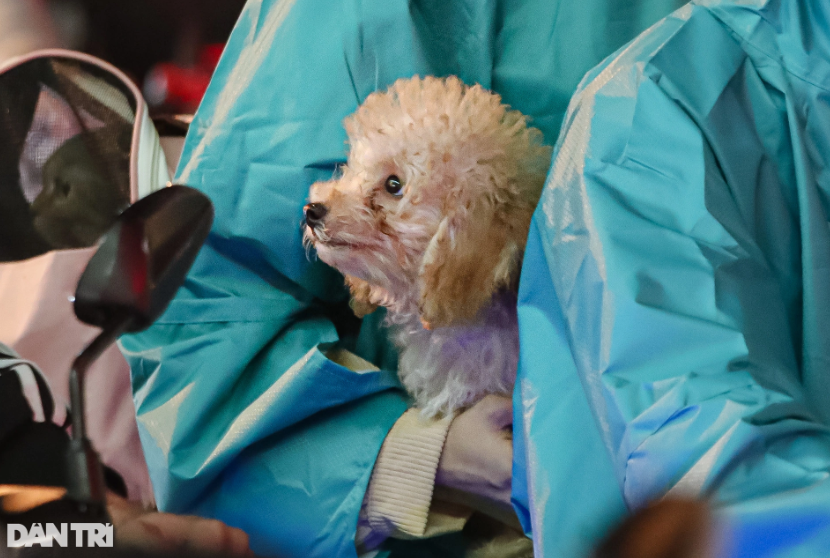 Một số người còn mang theo thú cưng về quê trong những ngày nghỉ lễ.