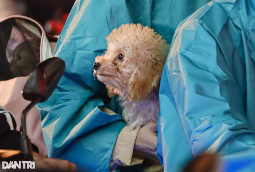 Một số người còn mang theo thú cưng về quê trong những ngày nghỉ lễ.