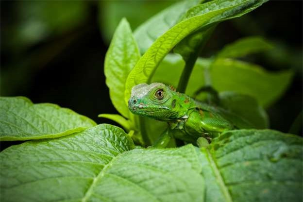 Cự đà xanh cũng là loài động vật không thể bỏ qua nếu nói về những bậc thầy ngụy trang trong tự nhiên.