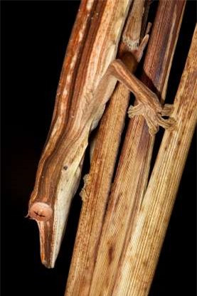 Tắc kè đuôi lá xứng đáng là một "nhà ảo thuật" biến hóa khôn lường khi có thể ngụy trang hoàn hảo trong tự nhiên.