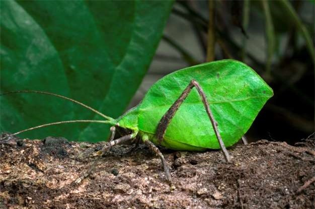 Chú châu chấu voi này trông không khác gì một chiếc lá.