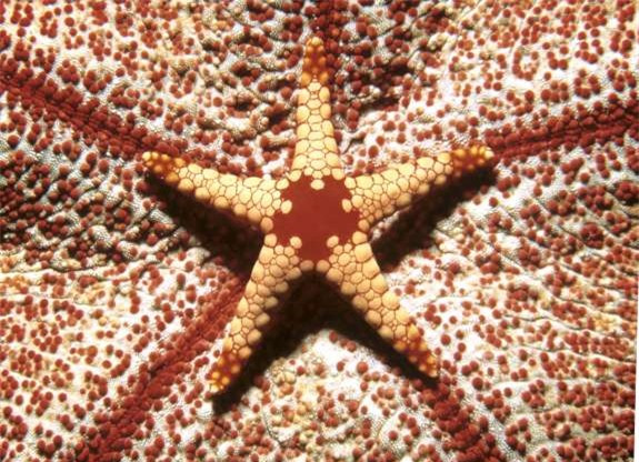 Một con sao biển có khả năng hòa trộn màu sắc hoàn hảo với môi trường xung quanh.