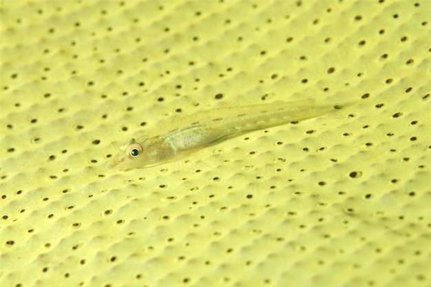 Một chú cá bống đang ngụy trang với màu sắc giống như môi trường tự nhiên xung quanh.