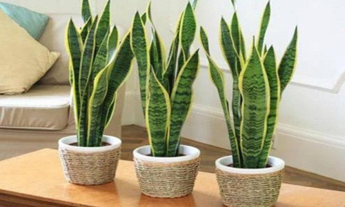 Dat cay nay len ban tho Than Tai khien ngai “ung bung”, gia chu doi van-Hinh-2