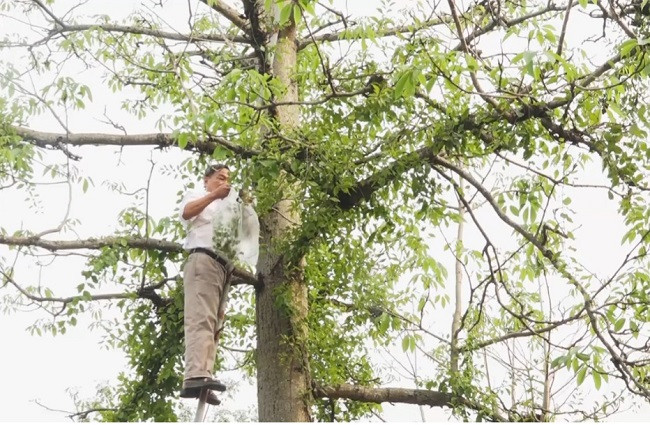 Trong cay giu dat bat ngo “hai ra tien”, nhat la ban ca trieu dong/kg-Hinh-3
