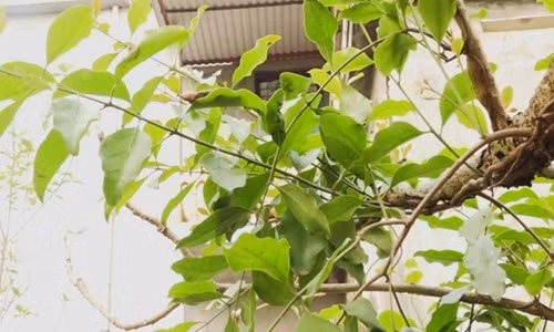 Trong cay giu dat bat ngo “hai ra tien”, nhat la ban ca trieu dong/kg