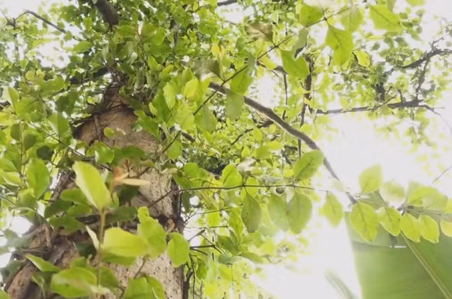 Trong cay giu dat bat ngo “hai ra tien”, nhat la ban ca trieu dong/kg-Hinh-2