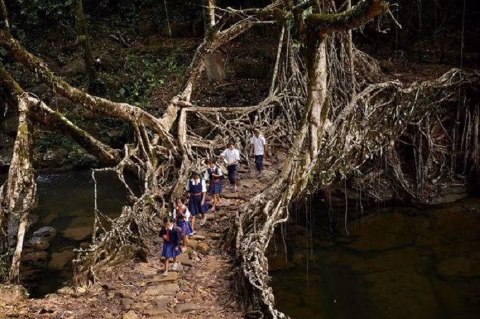 Những người dân sống trong làng Mawsynram ở Meghalaya, Ấn Độ đã dùng rễ của cây cao su vẫn đang phát triển để làm thành cây cầu giúp các trẻ em trong làng vượt sông đến trường.